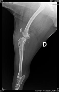 Thumb radiografia joelho 07102015