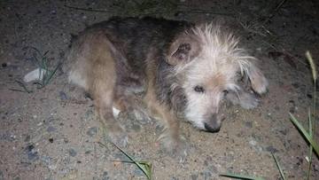 Thumb 12637318 891045647679012 253955257 o