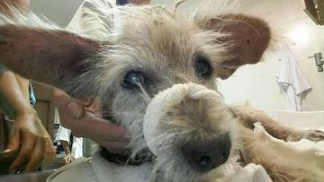 Thumb 12637254 891045434345700 357213322 o