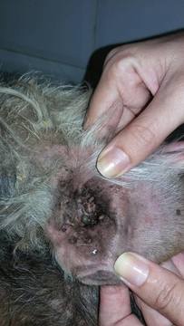 Thumb 12655981 891045474345696 1482046857 o