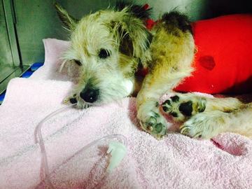 Thumb img 20160216 wa0009