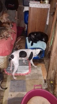 Thumb 12472288 999377780150746 2358366224205258679 n