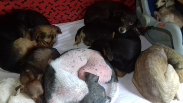 Thumb 12717876 999377760150748 3410719984164790704 n