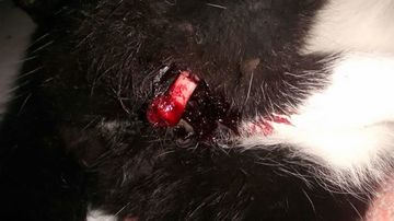 Thumb img 20150717 wa0015