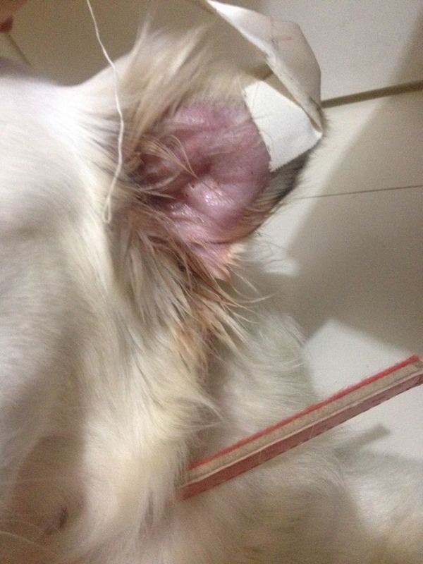 Orelhas inchadas cachorro Clearance